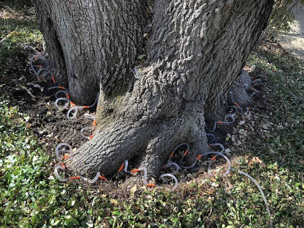 Detailed Tree Cabling and Bracing job site in Grover
