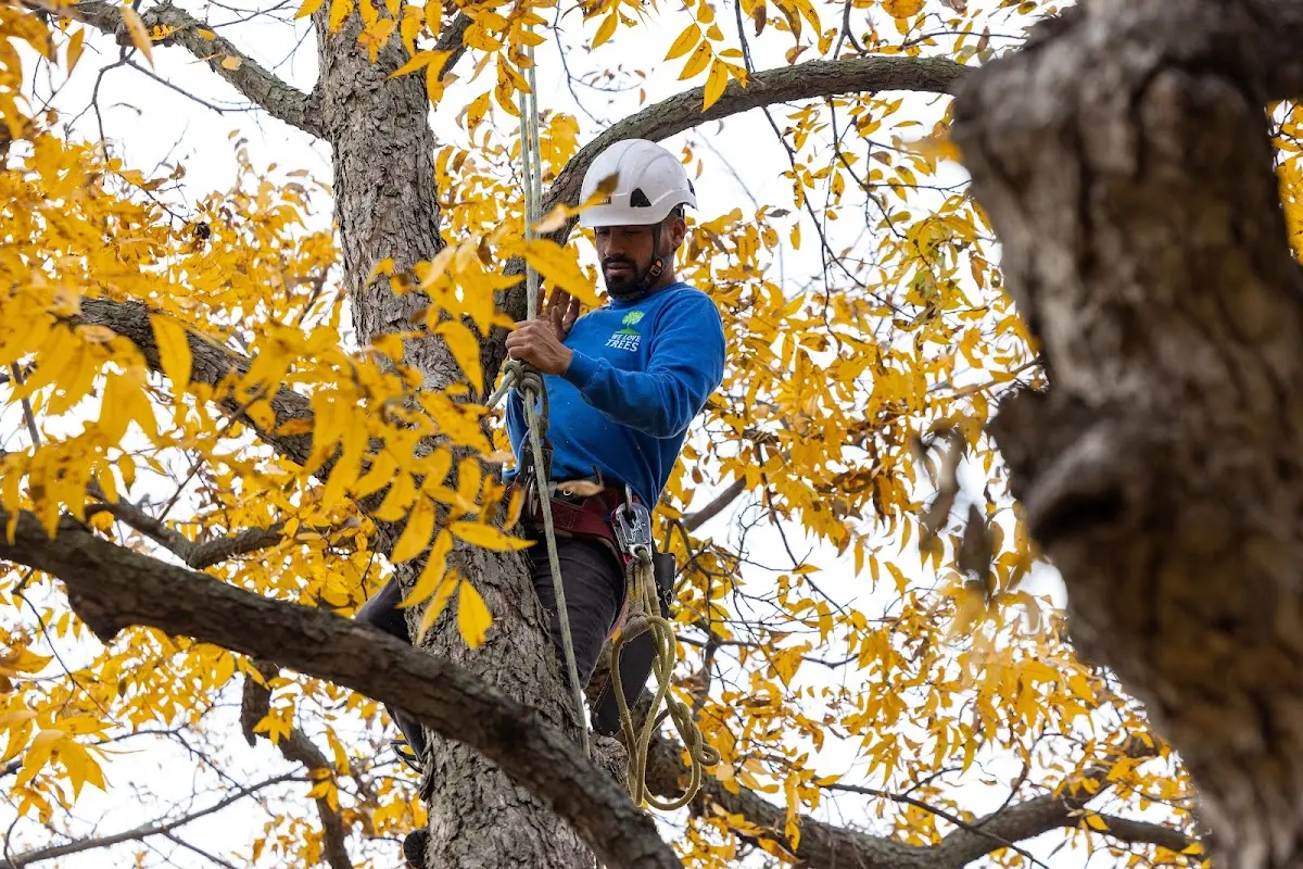 Skilled Storm Damage Cleanup crew working in Grover